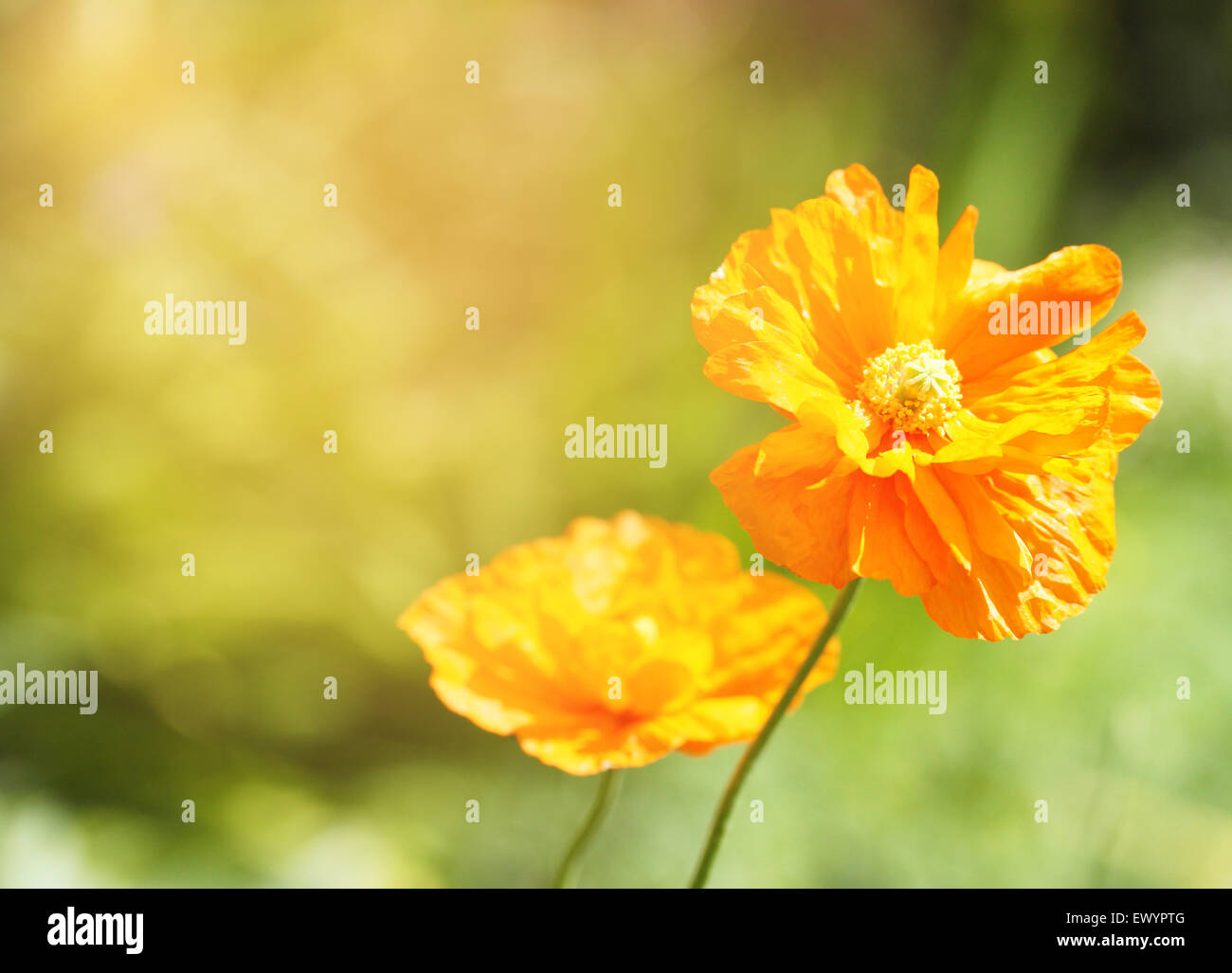 Fleurs de pavot orange vif sur le terrain Banque D'Images