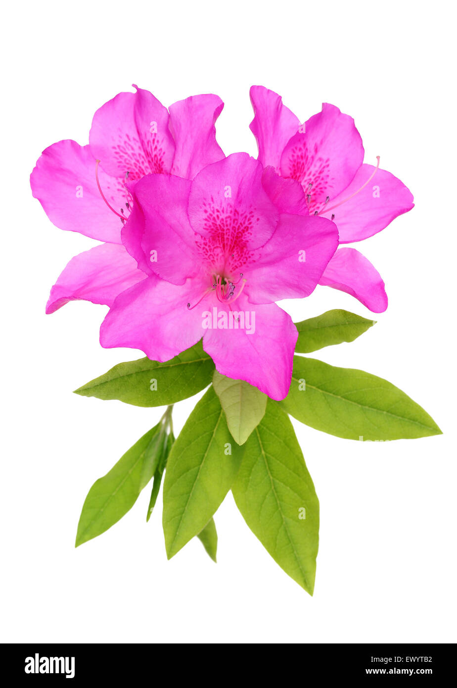 Pourpre fleur azalée en fleurs Banque D'Images Pourpre fleur azalée en fleurs Banque D'Images