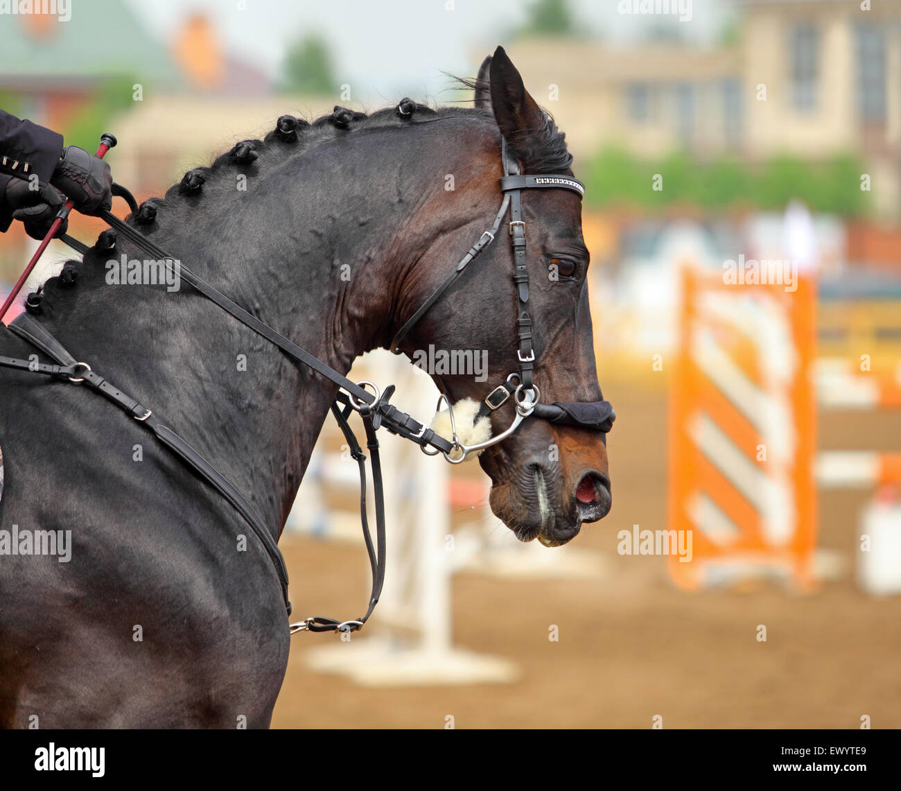 Tête de cheval incroyable avec Hackamore mors sur sports arena background Banque D'Images