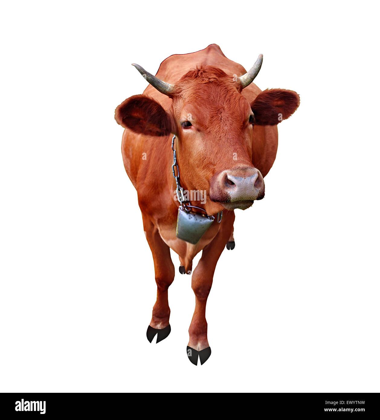 Cow isolé sur fond blanc Banque D'Images