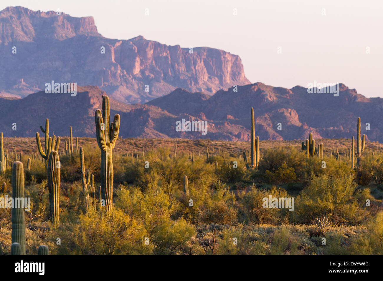 Désert de l'Arizona paysage avec saguaro cactus au printemps Banque D'Images