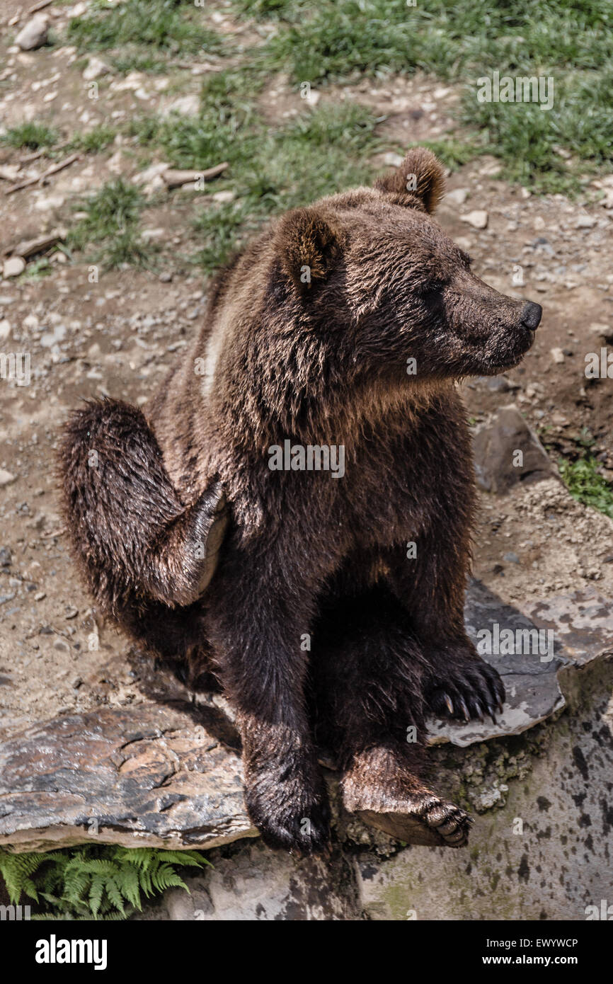 Zéro de l’ours Banque D'Images