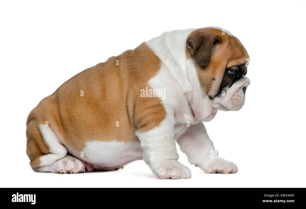 Chiot bouledogue anglais in front of white background Banque D'Images