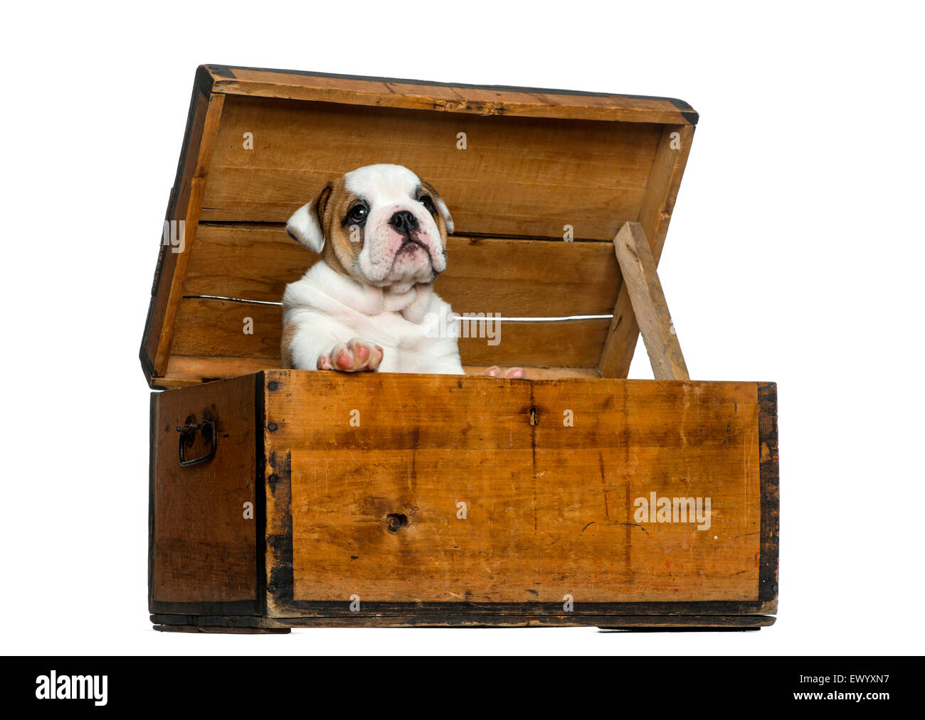 Chiot bouledogue anglais dans un coffre en bois in front of white  background Photo Stock - Alamy