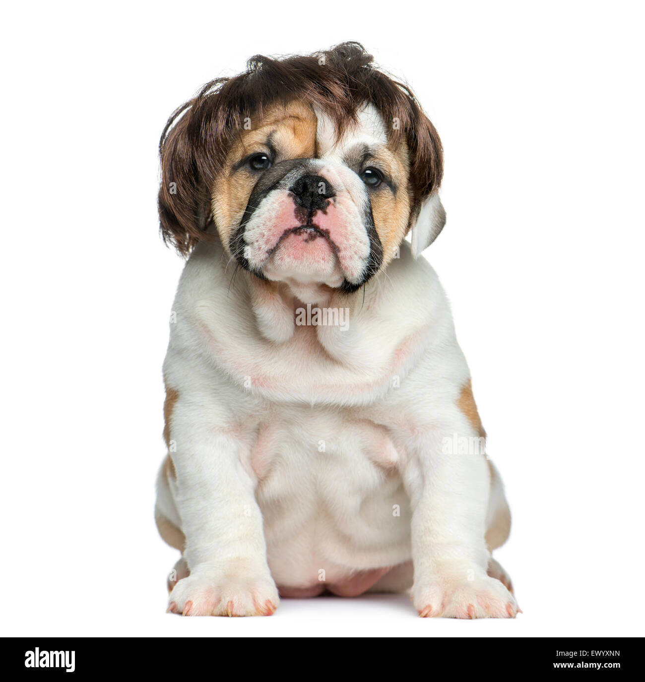 Chiot bouledogue anglais porter une perruque in front of white background  Photo Stock - Alamy