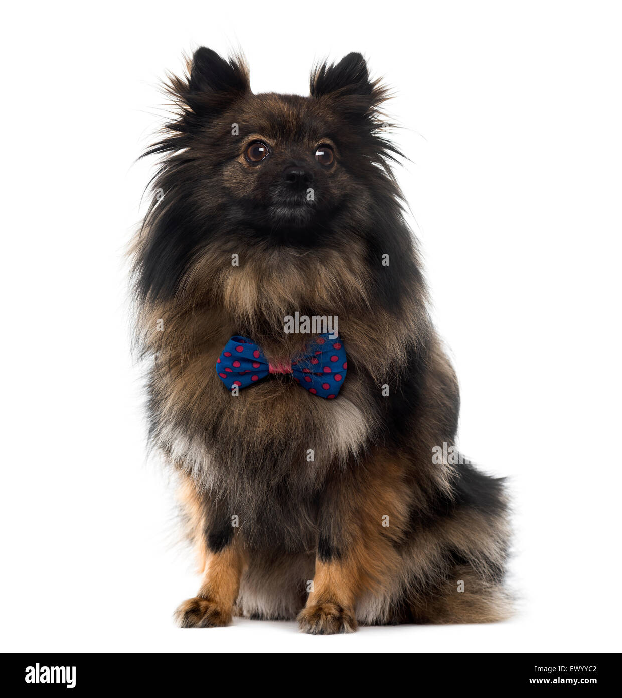 Spitz in front of white background Banque D'Images