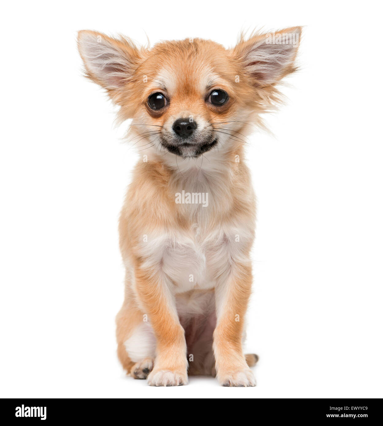 Chihuahua chiot (4 mois) en face d'un fond blanc Banque D'Images