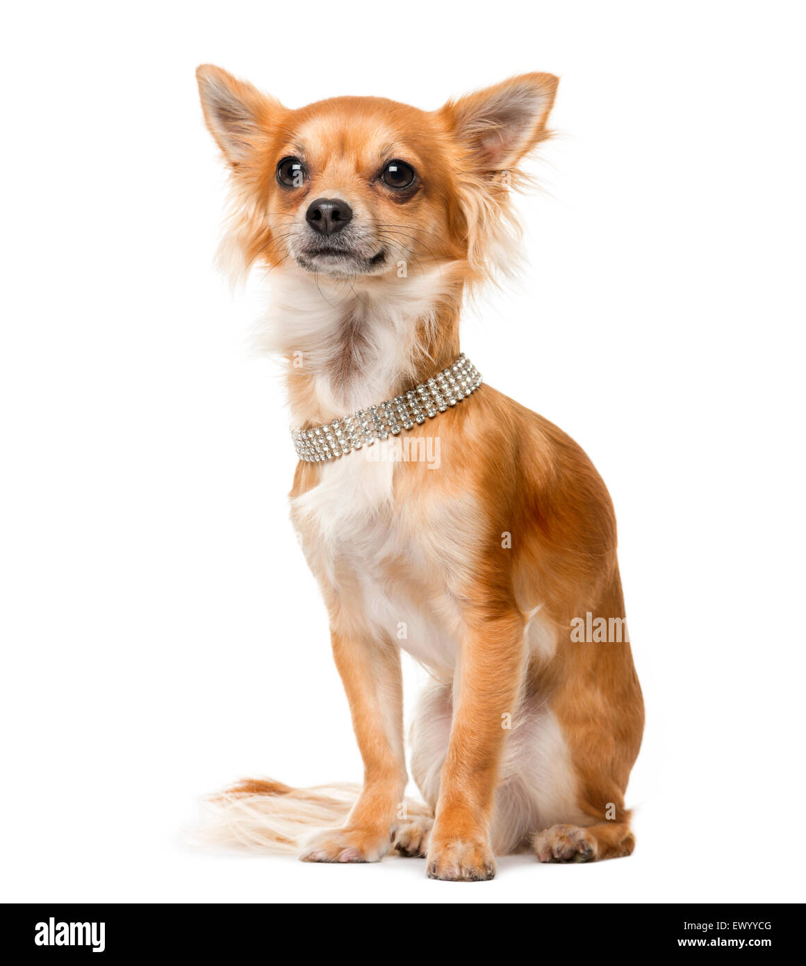 Chihuahua (2 ans) en face d'un fond blanc Banque D'Images