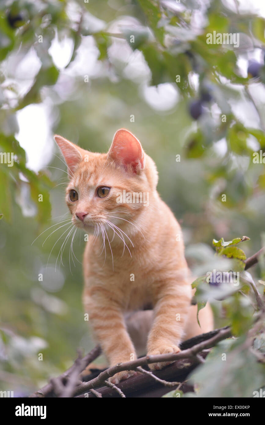 Jeune chat domestique (Felis silvestris catus) sur le toit en appentis, entre les branches d'arbre prunier (Prunus sp.), Saxe-Anhalt, Allemagne Banque D'Images