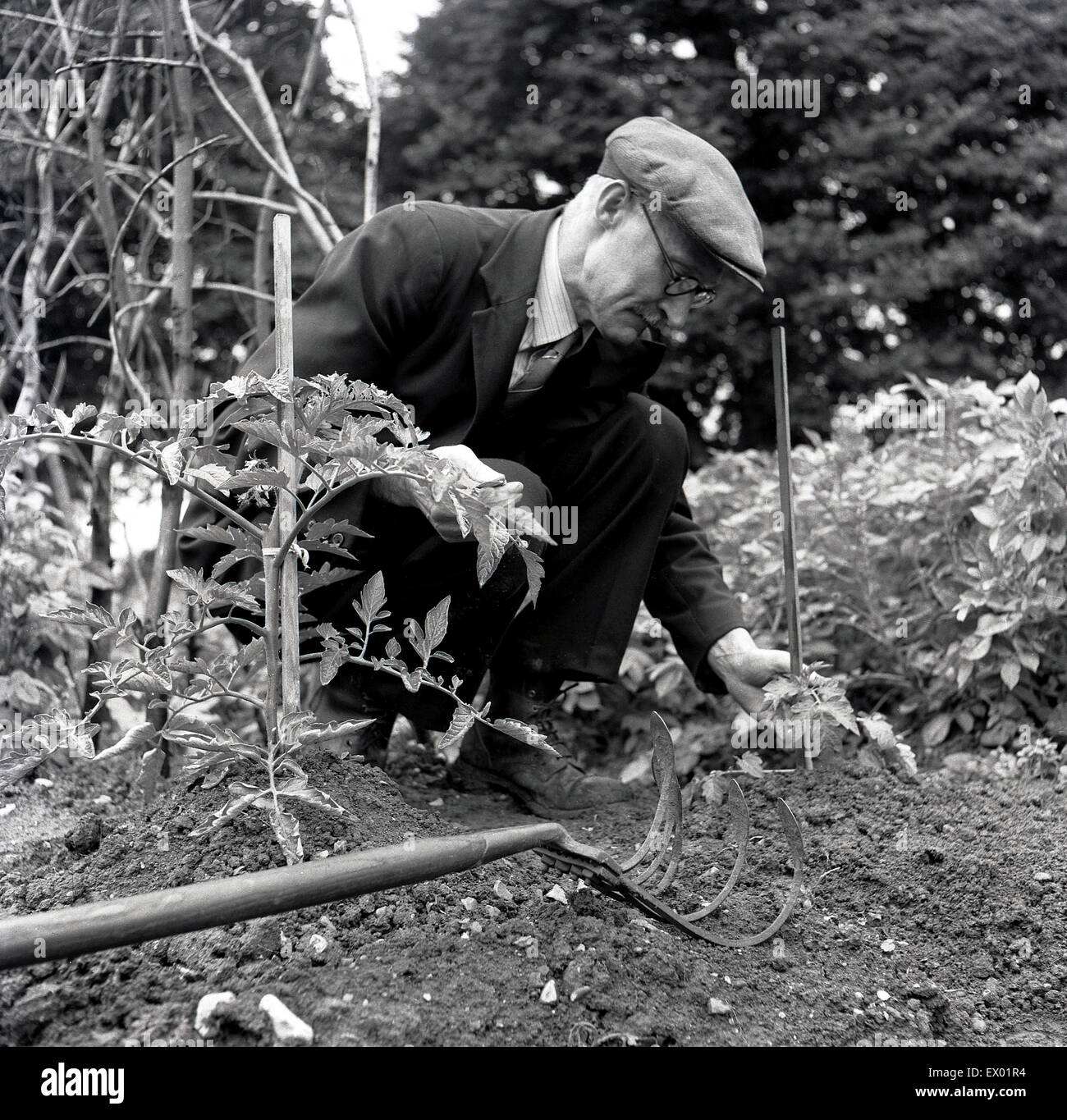 Historique, 1950, montre un homme âgé dans un costume et capuchon en un allotissement à genoux planter des graines. Banque D'Images