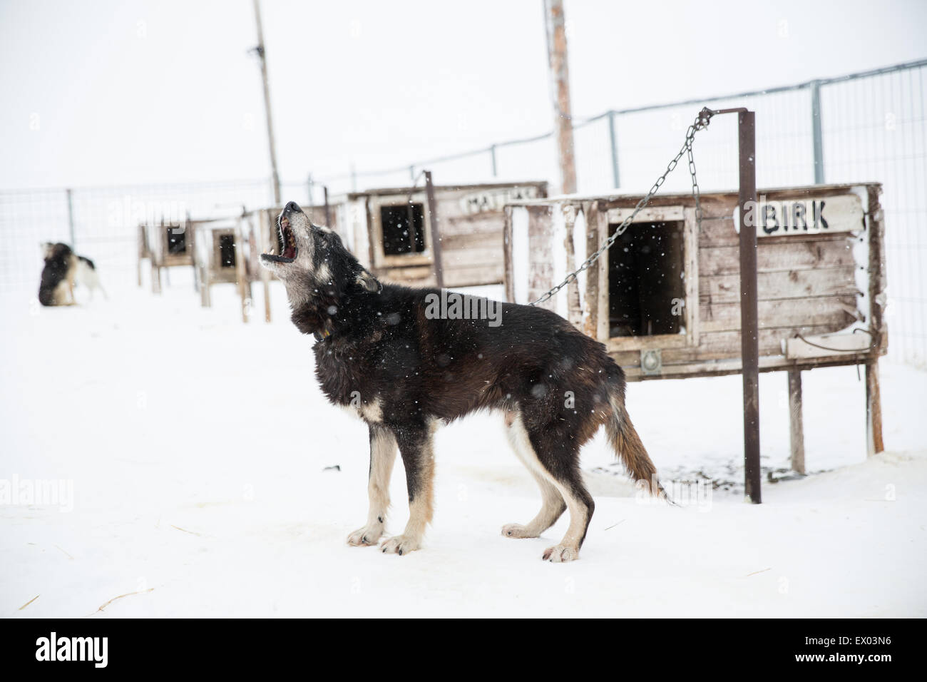 Chien Husky howling en boîtier, Svalbard, Norvège Banque D'Images