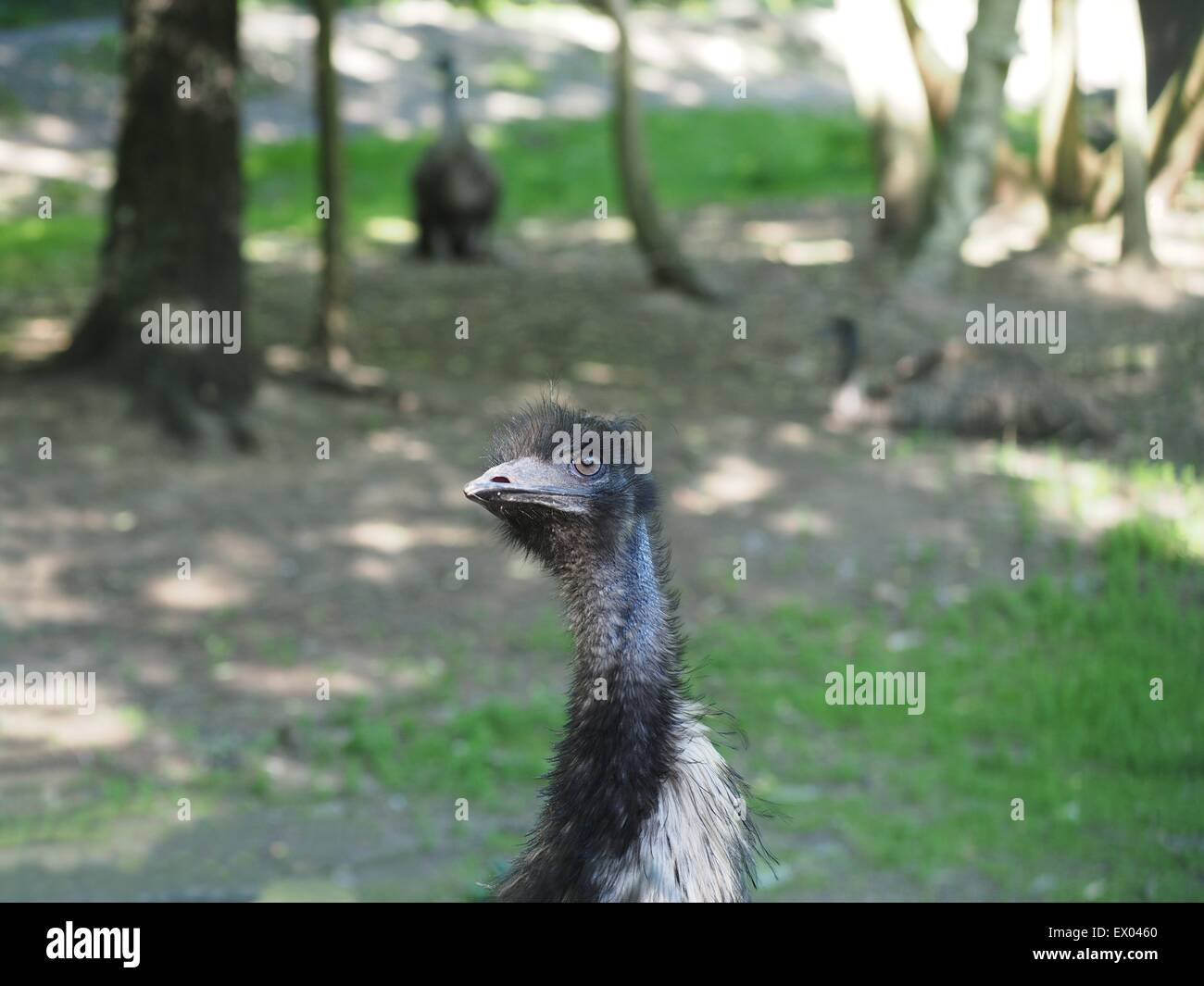 Autruche d'oiseaux sur fond de forêt Banque D'Images