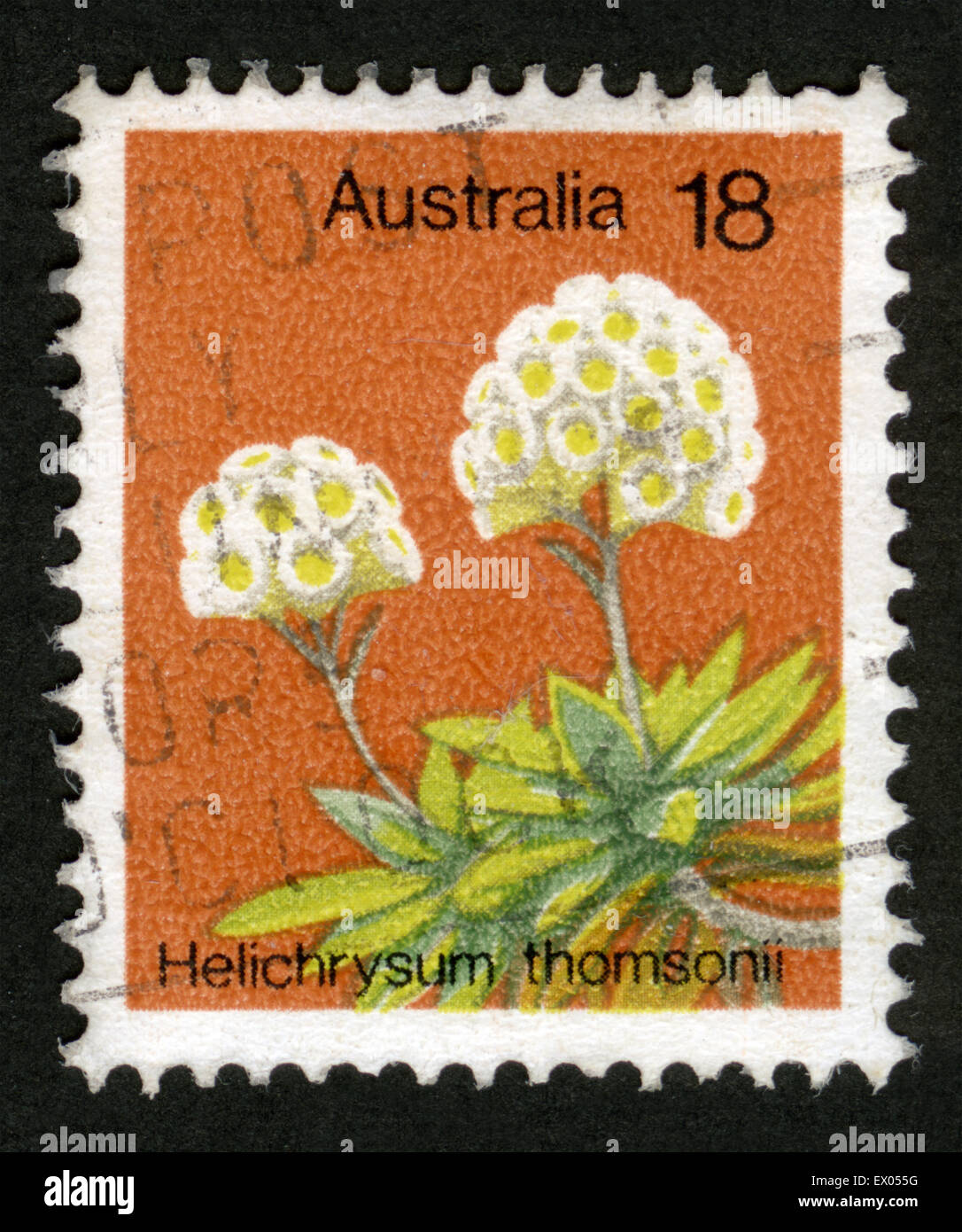 L'Australie, thamsonii,fleurs,Helichrysum timbre Banque D'Images