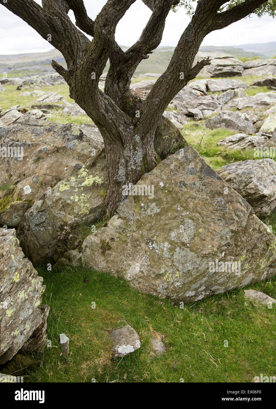 La météorisation biotiques comme arbre groupes rock apart, Austwick, Yorkshire Dales national park, England, UK Banque D'Images
