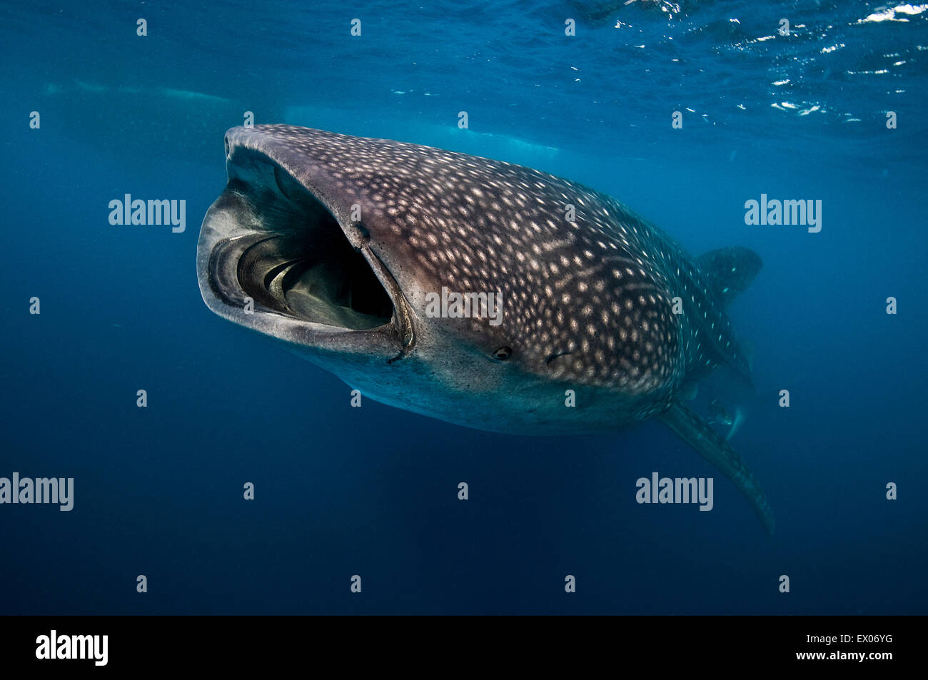 Requin-baleine (Rhincodon typus) se nourrissant de plancton, l'île de Contoy, Quintana Roo, Mexique Banque D'Images