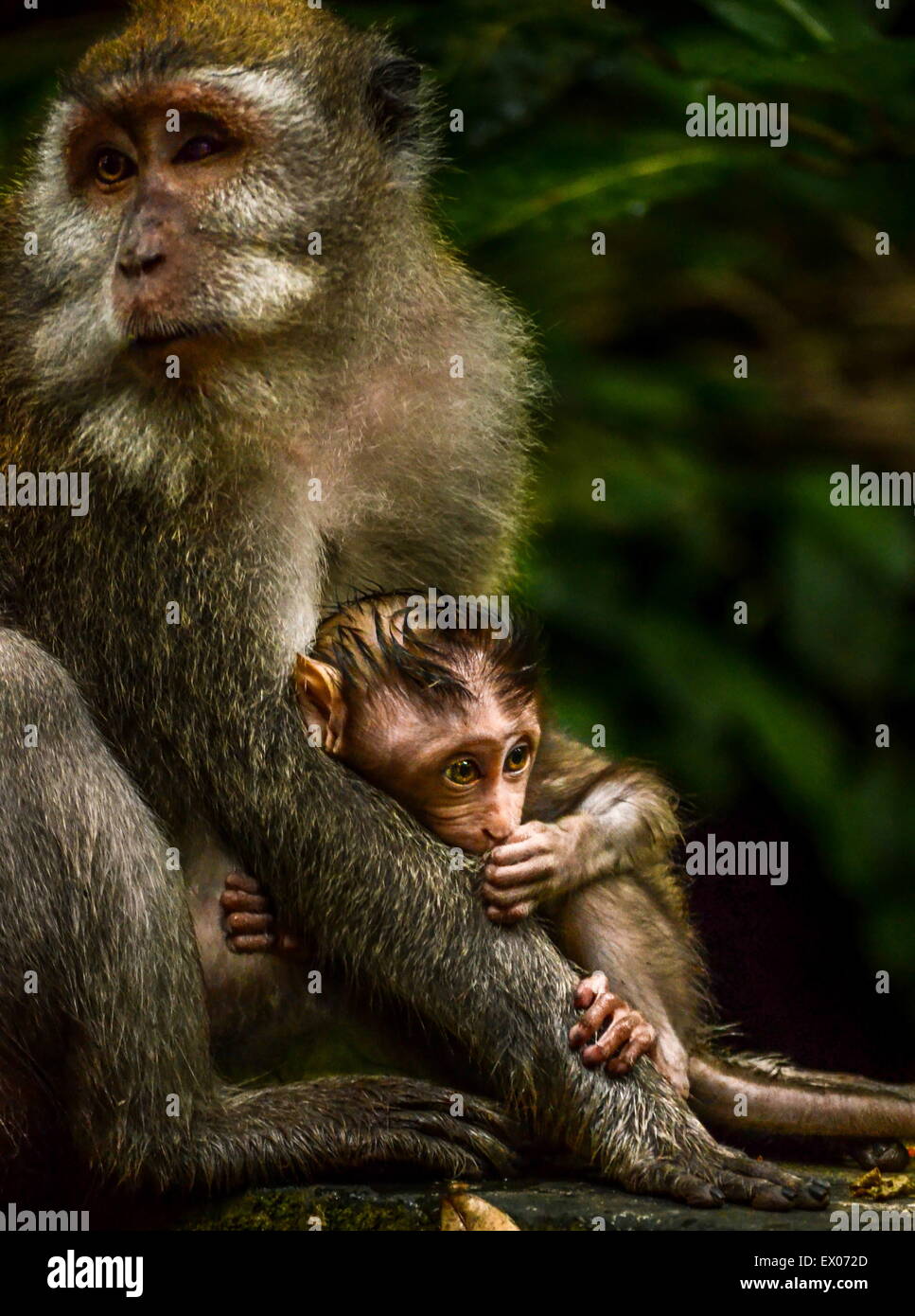 Les singes à Bali, Indonésie Banque D'Images