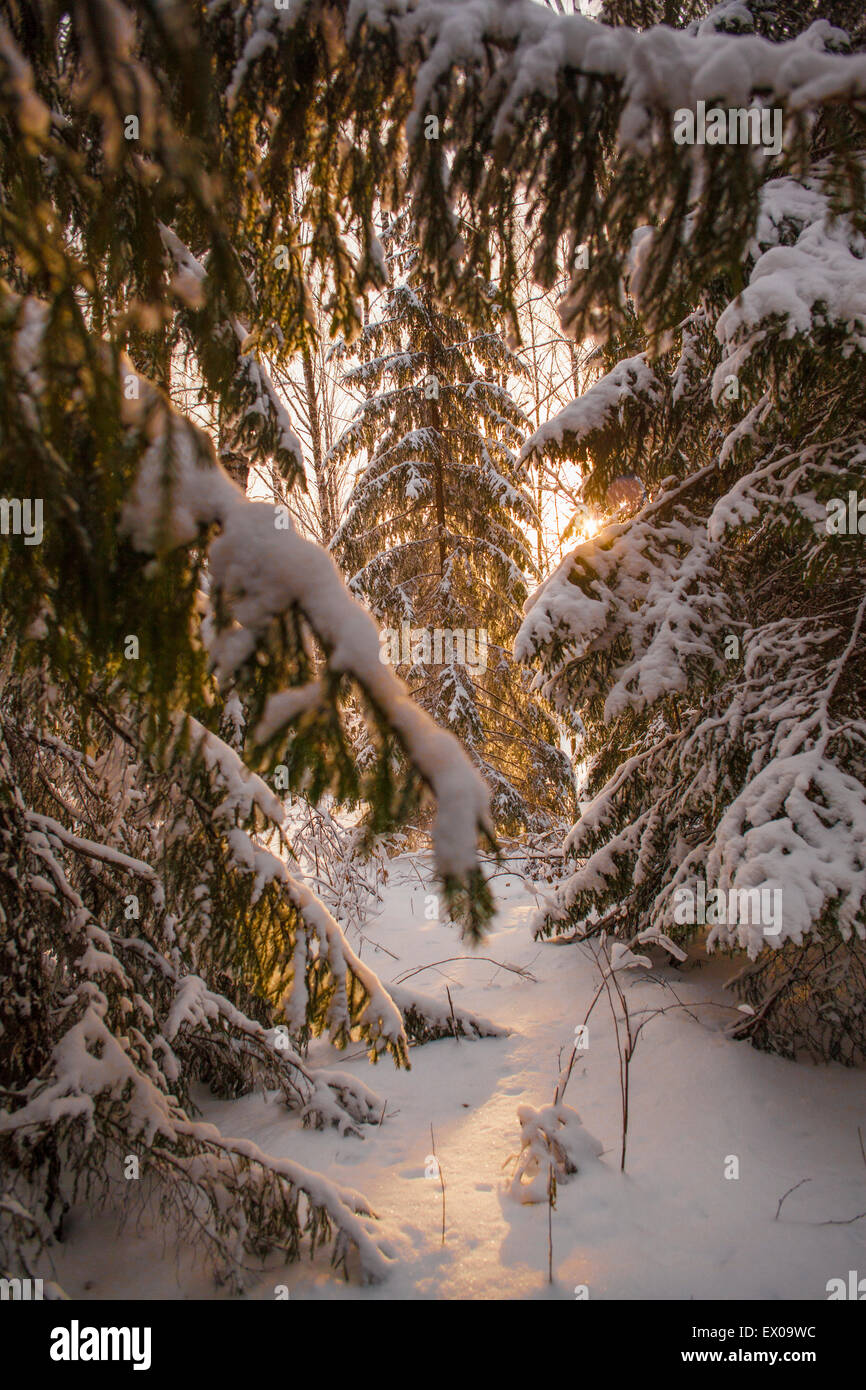 Vue de la lumière du soleil entre les forêts couvertes de neige sapin tees, Sarsy village, oblast de Sverdlovsk, en Russie Banque D'Images