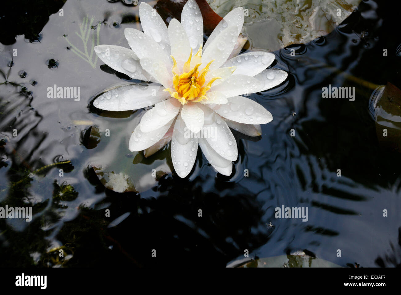 Belle fleur de nénuphar blanc fiull bloom dans le lac Banque D'Images