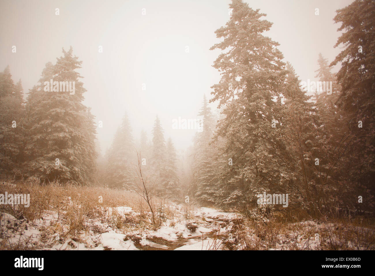 Dans la forêt couverte de neige, brouillard Sarsy Village, oblast de Sverdlovsk, en Russie Banque D'Images