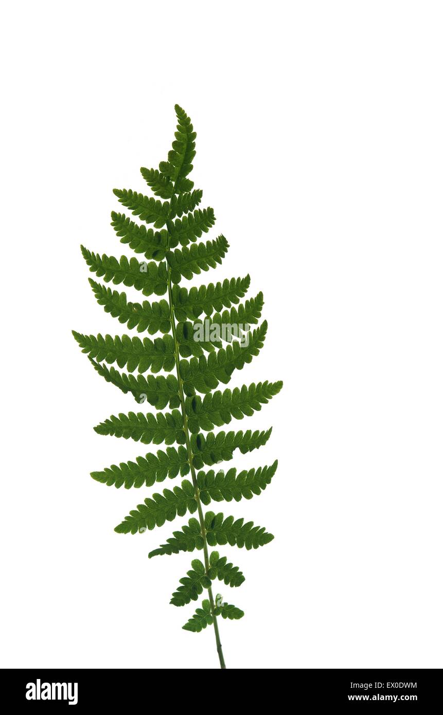 Fern leaf on white background Banque D'Images