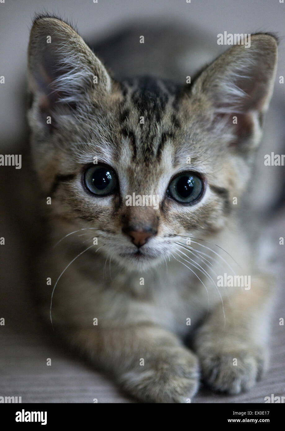 Adorable chaton tabby portrait. Banque D'Images