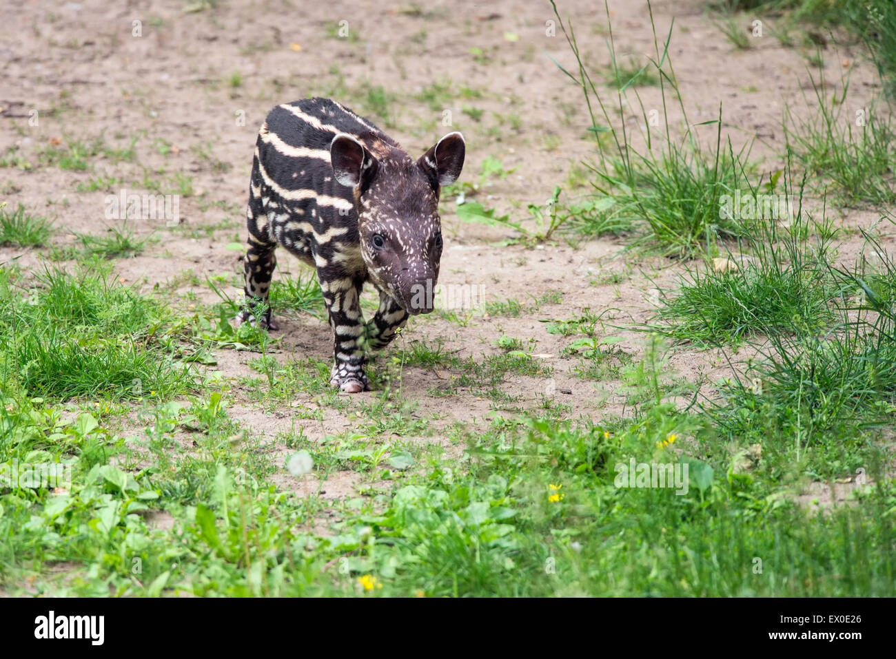 Bébé de neuf jours de l'Amérique du Sud en voie de disparition (Tapirus terrestris tapir), également appelé tapir brésilien ou lowland tapir Banque D'Images Bébé de neuf jours de l'Amérique du Sud en voie de disparition (Tapirus terrestris tapir), également appelé tapir brésilien ou lowland tapir Banque D'Images