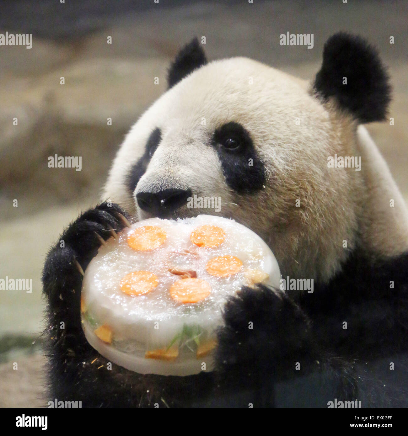 Le Japon Tokyo 3e Juillet 15 Chanter Chanter Le Panda Geant A Celebre Son 10e Anniversaire Avec Style Au Jardin Zoologique D Ueno A Tokyo Au Japon Avec Un Gateau D Anniversaire De Glace
