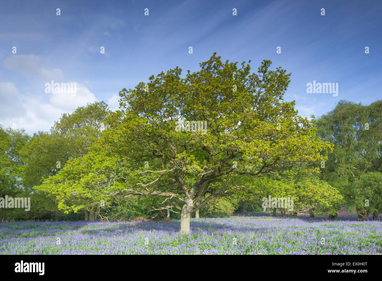 Compensation des bois/taillis avec un tapis de jacinthes des bois au printemps, Wharfedale, Arrondissement de Leeds, West Yorkshire, Royaume-Uni Banque D'Images