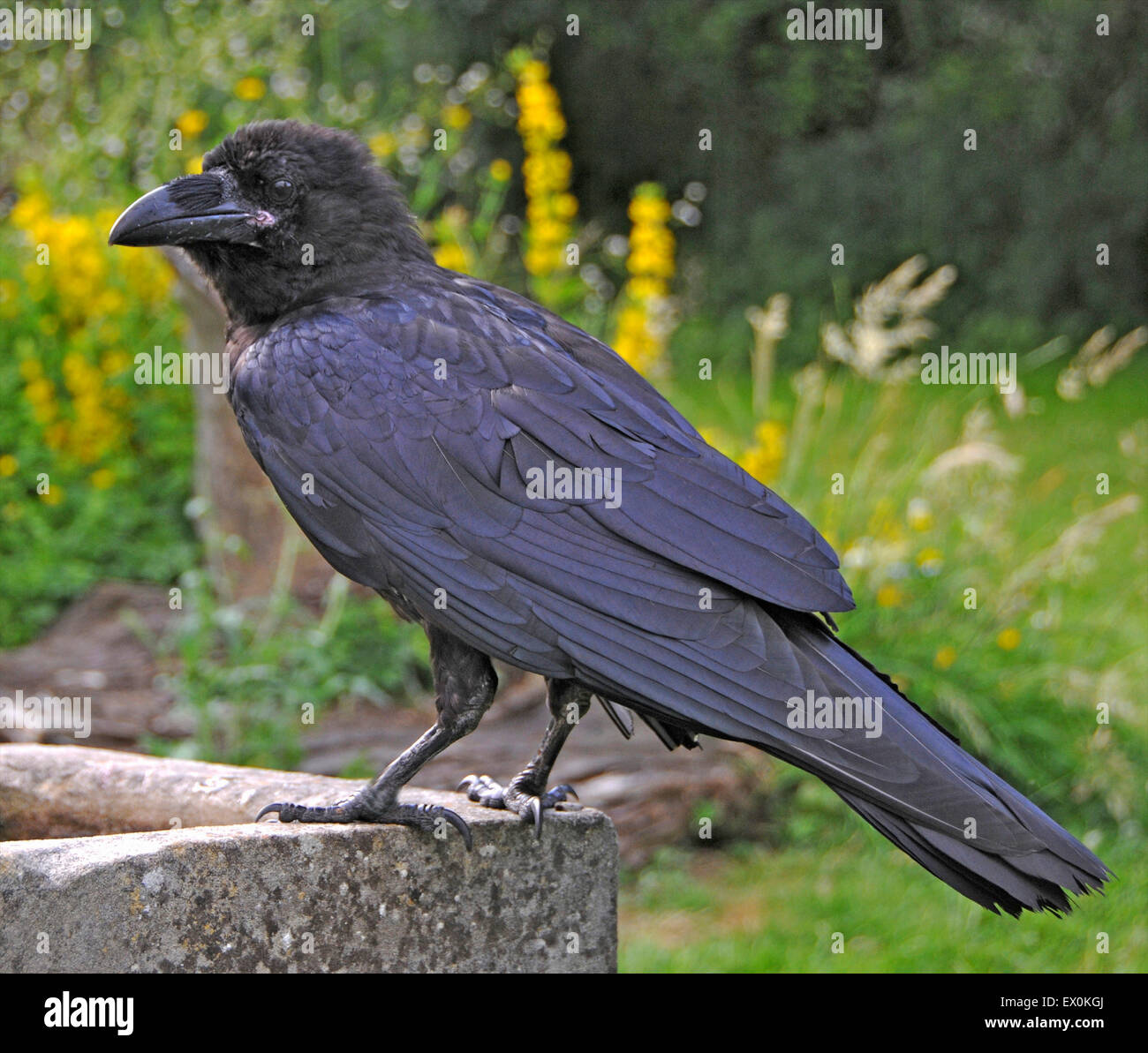 De vous rafraîchir dans la vague de chaleur du mois de juillet est 'Cronk' - l'animal corbeau (Corvus corax) appartenant à David Whitby de Sussex. Le jeune oiseau connaît le temps chaud pour la première fois et jouit de la 'période de réflexion'. Banque D'Images De vous rafraîchir dans la vague de chaleur du mois de juillet est 'Cronk' - l'animal corbeau (Corvus corax) appartenant à David Whitby de Sussex. Le jeune oiseau connaît le temps chaud pour la première fois et jouit de la 'période de réflexion'. Banque D'Images