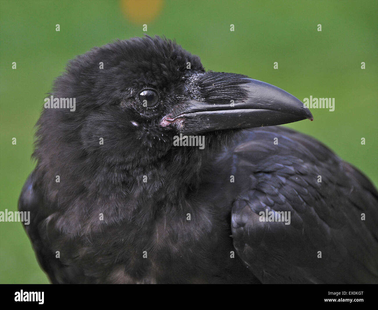 De vous rafraîchir dans la vague de chaleur du mois de juillet est 'Cronk' - l'animal corbeau (Corvus corax) appartenant à David Whitby de Sussex. Le jeune oiseau connaît le temps chaud pour la première fois et jouit de la 'période de réflexion'. Banque D'Images De vous rafraîchir dans la vague de chaleur du mois de juillet est 'Cronk' - l'animal corbeau (Corvus corax) appartenant à David Whitby de Sussex. Le jeune oiseau connaît le temps chaud pour la première fois et jouit de la 'période de réflexion'. Banque D'Images