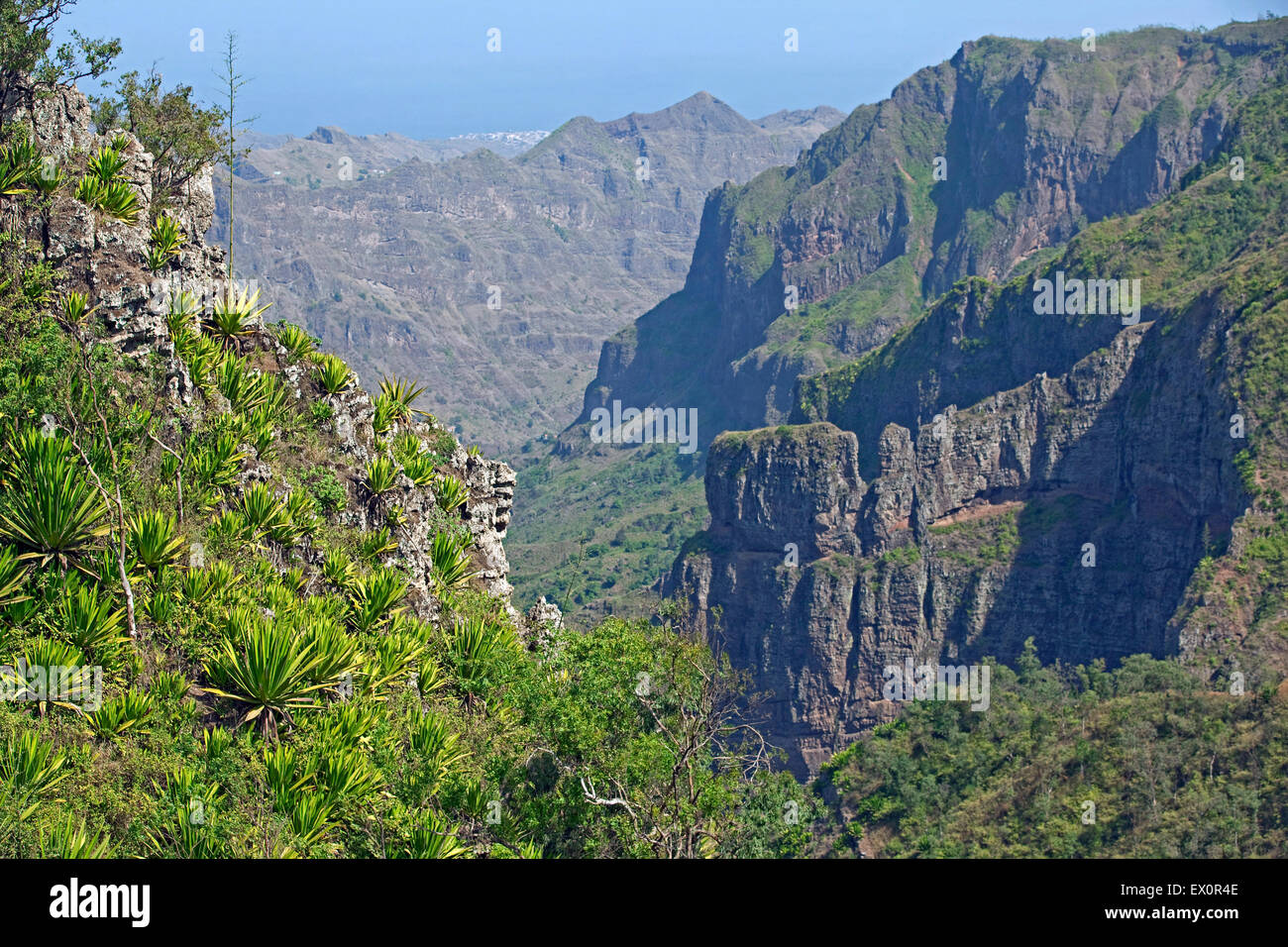 Les plantes d'Agave sur pente de montagne dans l'intérieur de l'île volcanique de Santiago, au Cap-Vert / Cabo Verde, l'Afrique Banque D'Images
