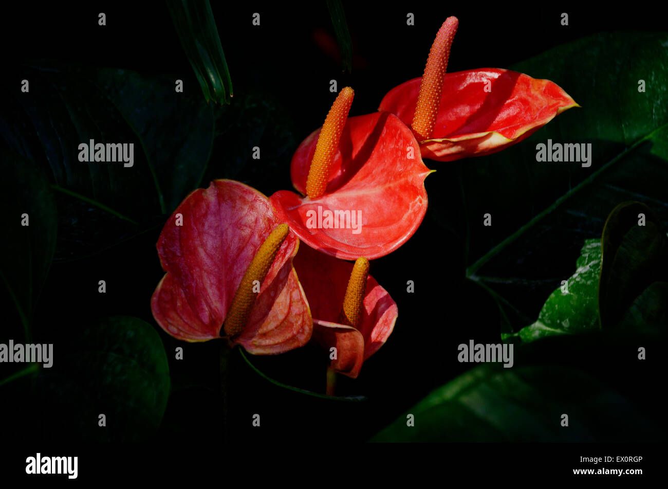 Feuillage en Floride de l'Anthurium Banque D'Images