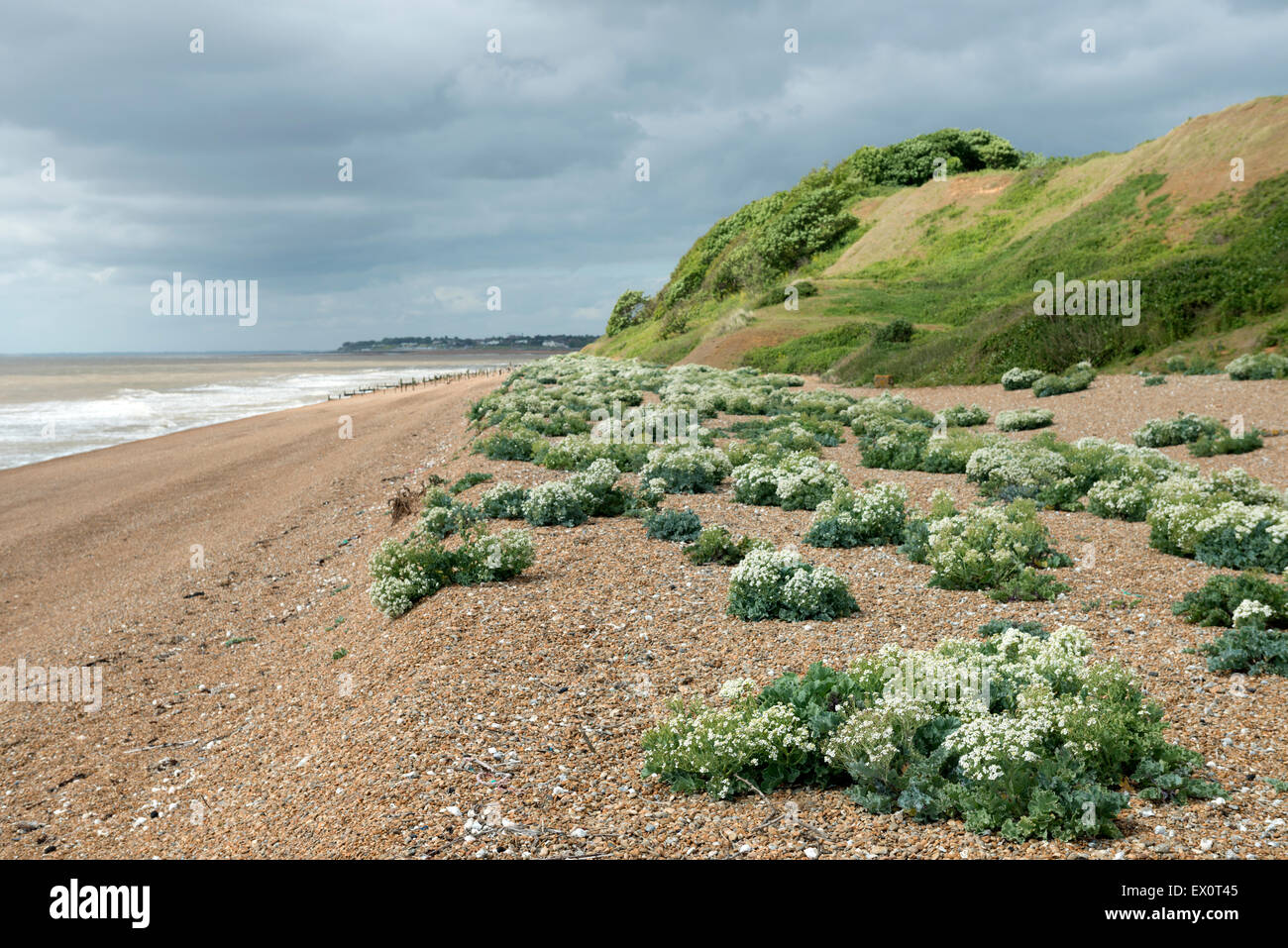 Seakale croissant le long du littoral de la mer du Nord à Bawdsey Ferry, Suffolk, UK. Banque D'Images