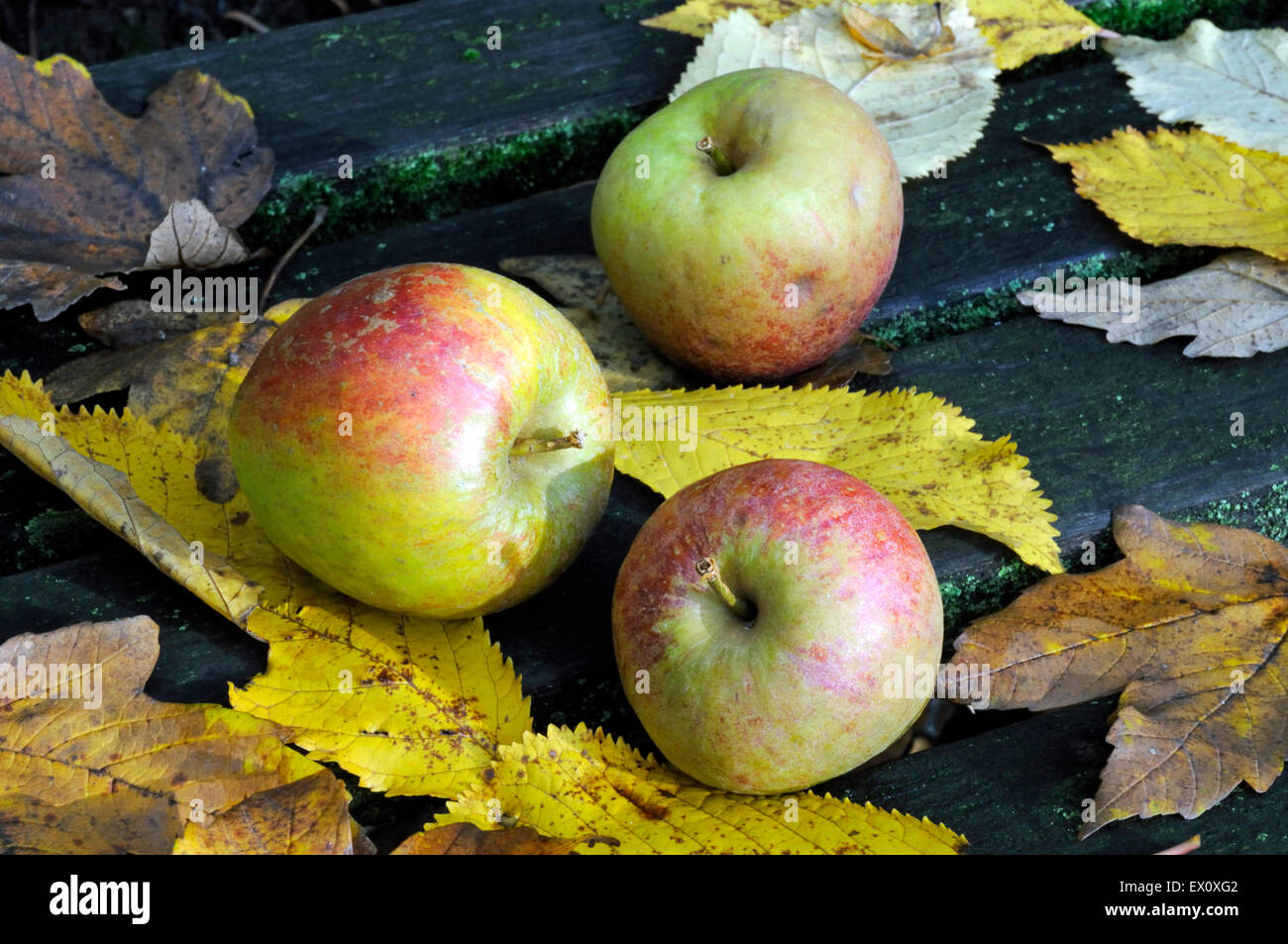 Malus domestica - Apple - également connu sous le nom de Malling Kent Kent ou Kent Malling, trois pommes sur banc avec les feuilles d'automne. Posée par l'H Banque D'Images