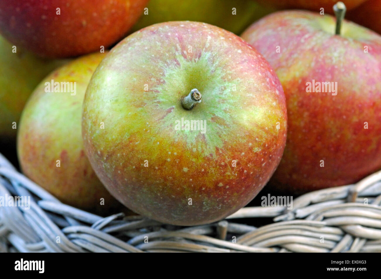 Malus domestica, la pomme 'Cox' - close-up de pommes dans old vintage panier Banque D'Images