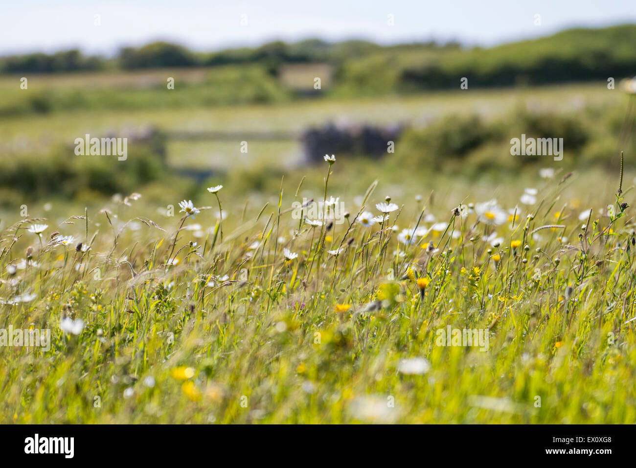 Fleurs sauvages dans la nature avec des champs pré Banque D'Images