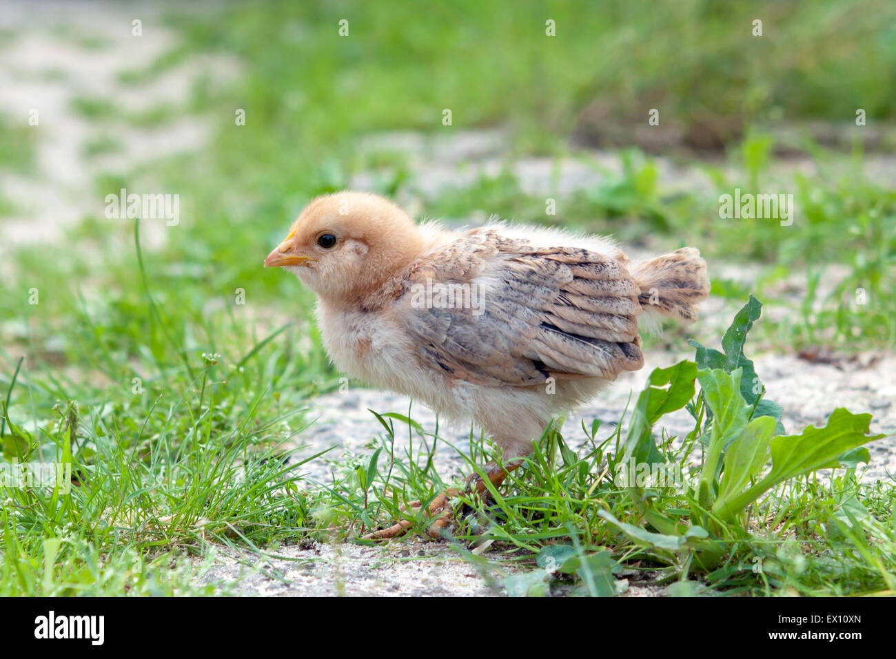 Peu de poulet sur l'herbe Banque D'Images Peu de poulet sur l'herbe Banque D'Images