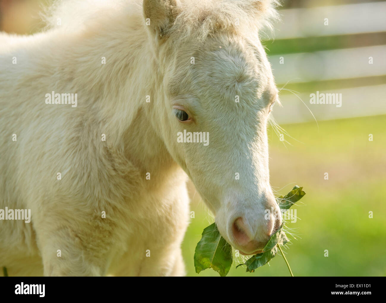 Poulain cheval miniature Banque D'Images