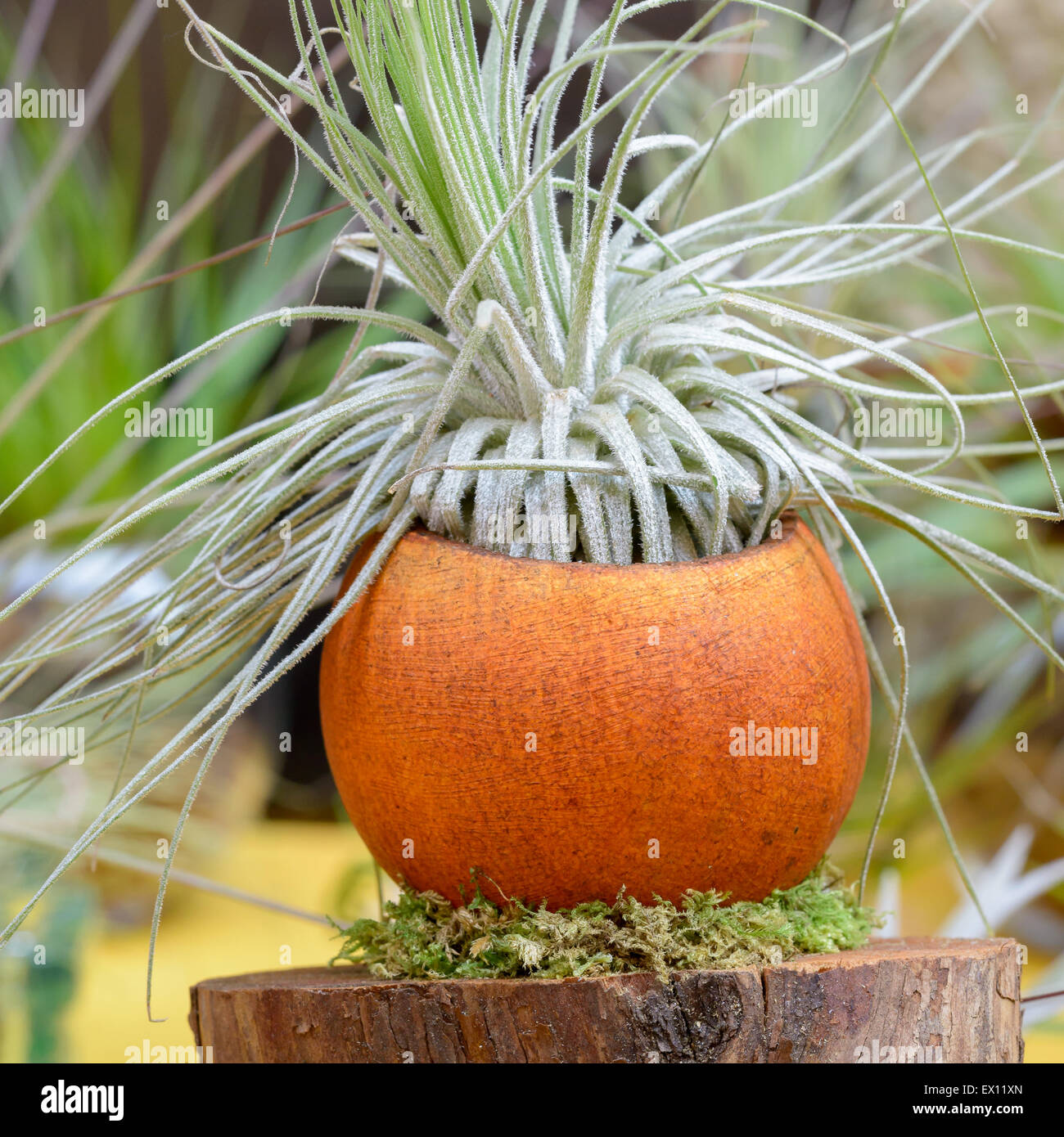 Belle composition de Tillandsia, des espèces de plantes à fleurs vivaces à feuilles persistantes, de la famille des Bromeliaceae, originaire de la fores Banque D'Images
