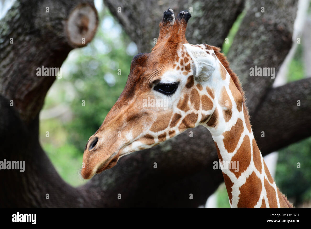 Profil d'une girafe dans un parc Banque D'Images
