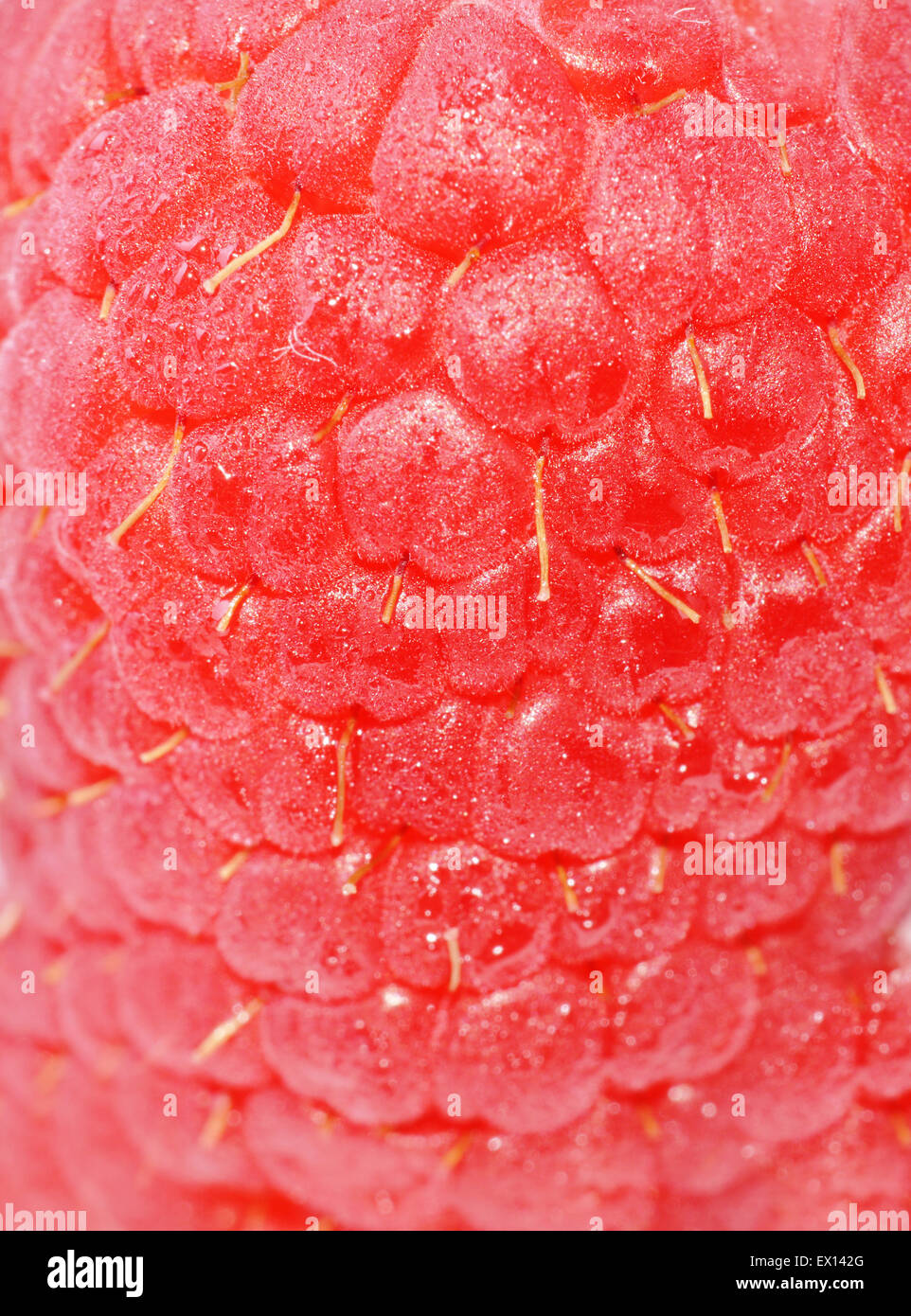 Macro shot plein d'une framboise fraîche Banque D'Images