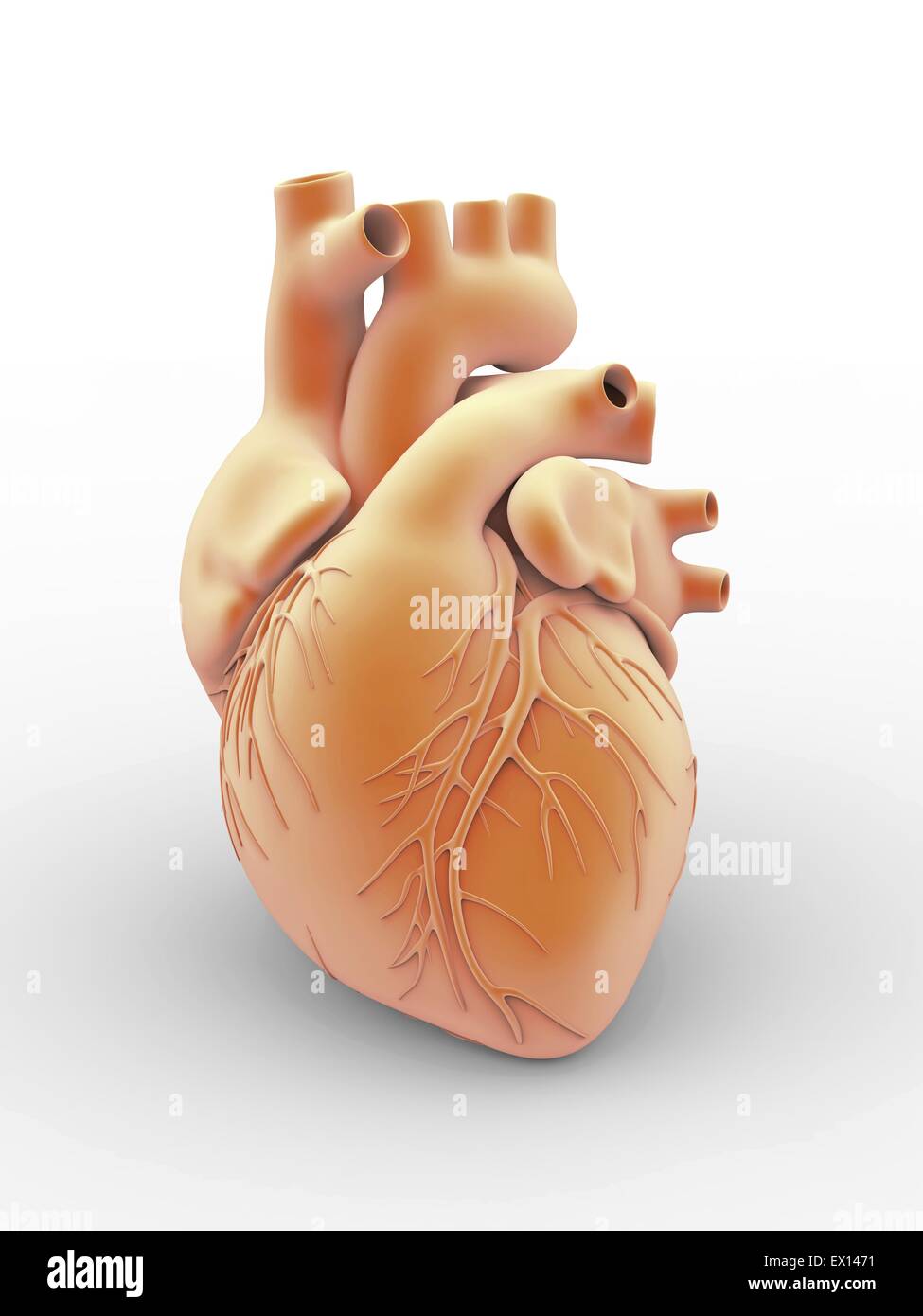 Cœur et artères artwork de l'anatomie externe d'un coeur humain vu de face La surface des vaisseaux sanguins sont Banque D'Images