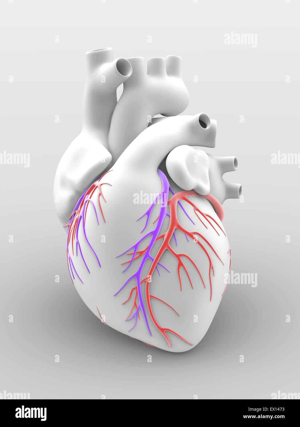 Cœur et artères artwork de l'anatomie externe d'un coeur humain vu de face La surface des vaisseaux sanguins sont Banque D'Images