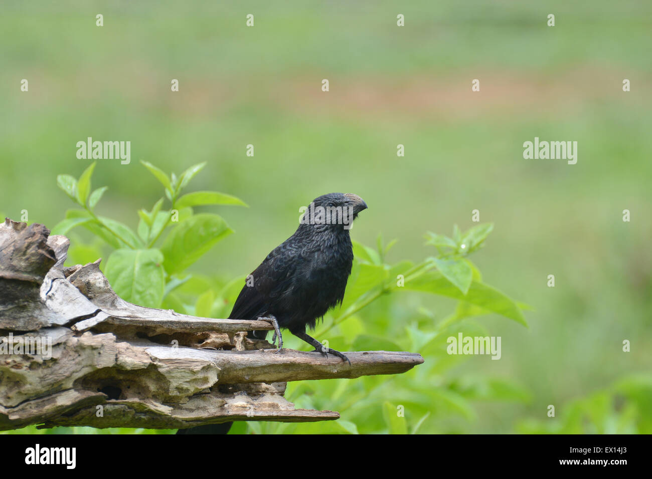 Groove-billed ani (Crotophaga sulcirostris) perché sur un vieux tronc d'arbre Banque D'Images