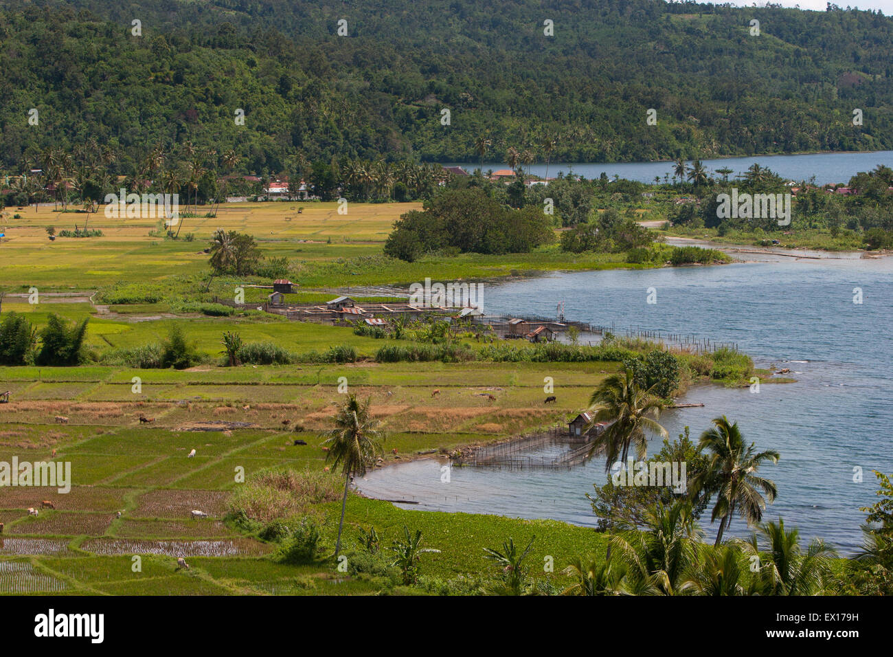 Terrasses de riz sur le côté du lac Ranau à Ogan Komering Ulu Selatan, Sumatra Sud, Indonésie. Banque D'Images