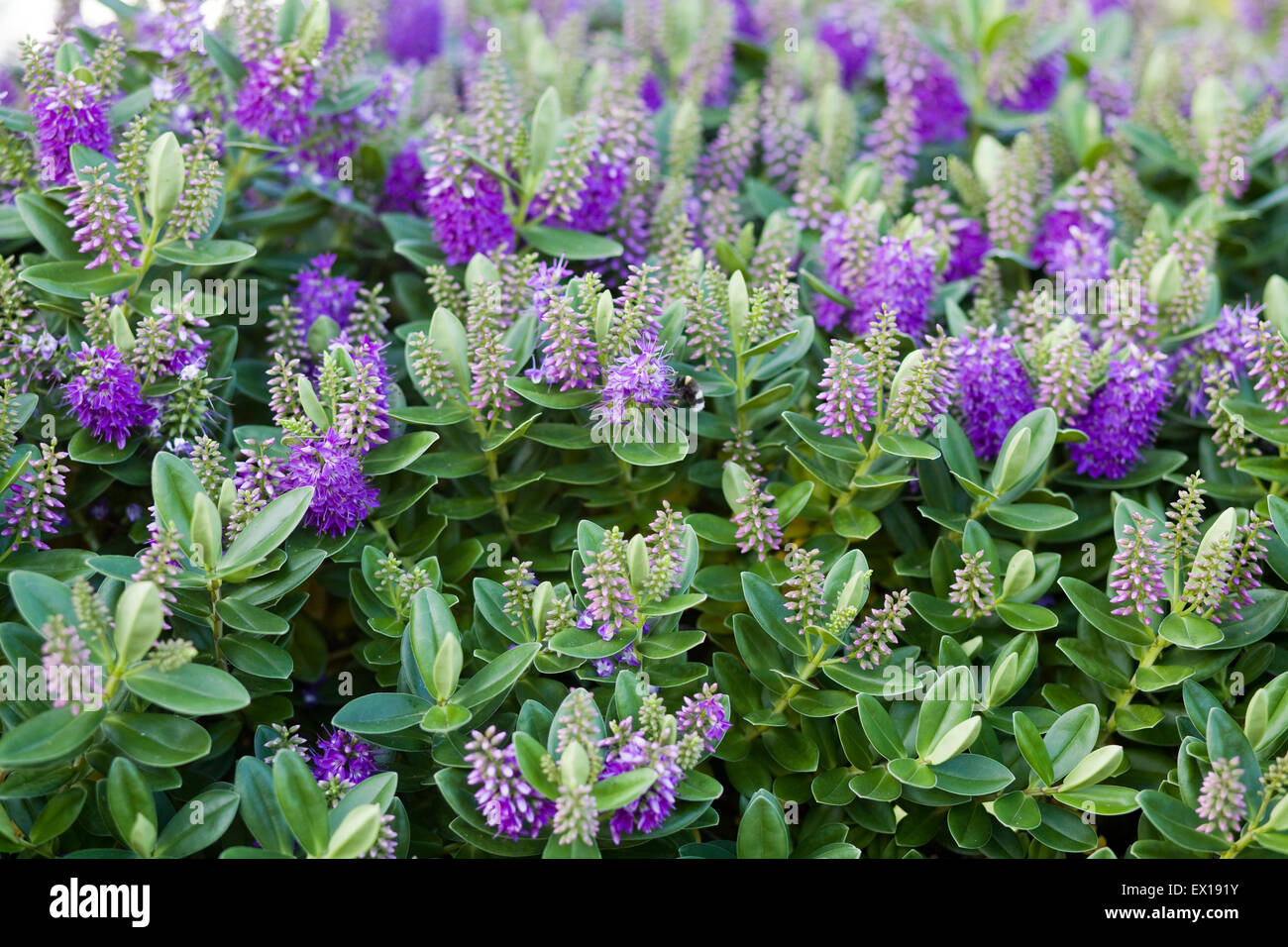 Haie avec fleurs violettes Photo Stock - Alamy