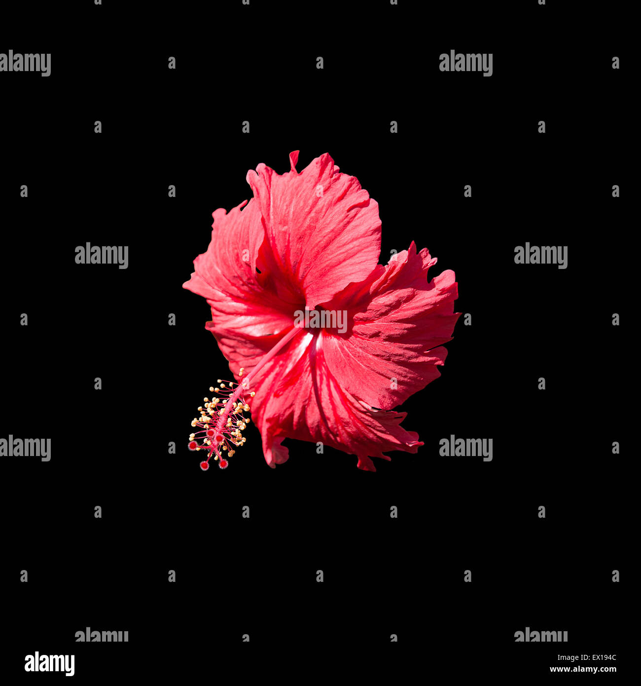 Fleur d'hibiscus rouge carmin isolé sur fond noir. Banque D'Images Fleur d'hibiscus rouge carmin isolé sur fond noir. Banque D'Images