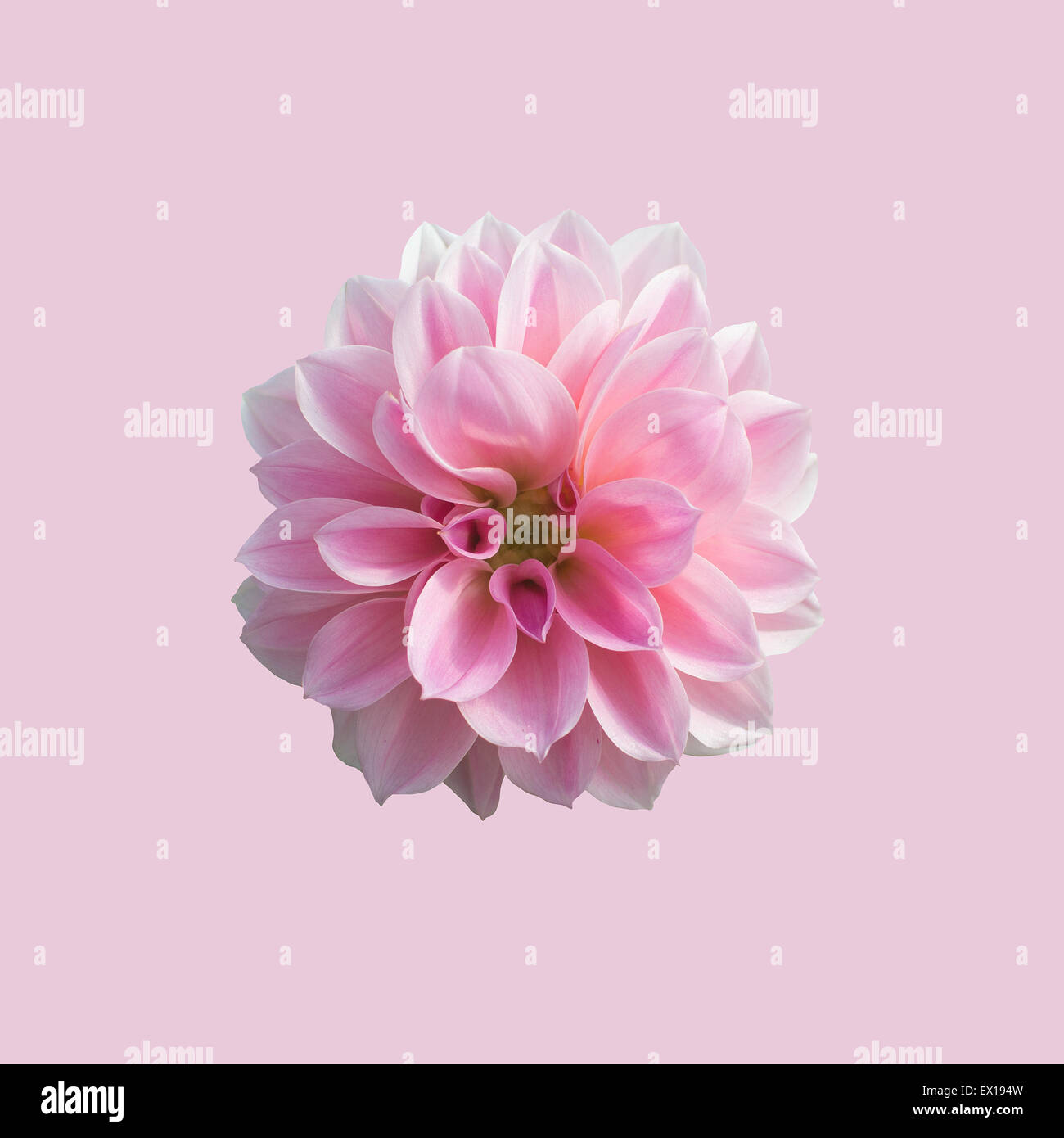 Jolie en rose. Fleur Dahlia rose doux soft isolé sur fond rose. Banque D'Images