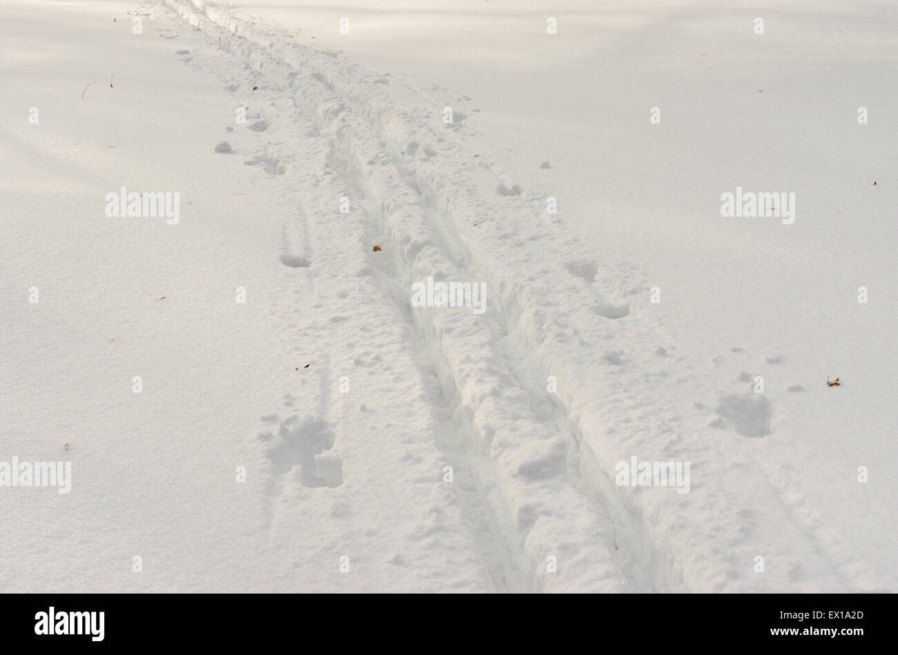 Ski voies profondes sur une neige fraîche Banque D'Images