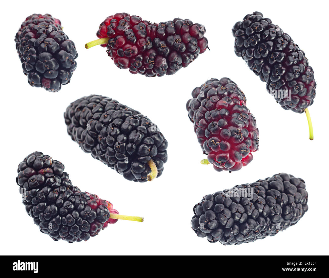 Mulberry noir collection fruit isolated on white Banque D'Images